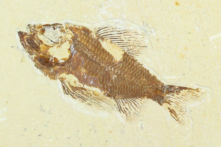 Cretaceous Fossil Fish (Ctenothrissa) - Lebanon #124011